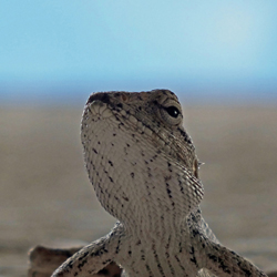 Lézard - Lizard - トカゲ