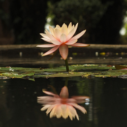 Fleur de lotus - Lotus flower - 蓮の花