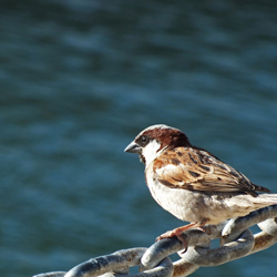 Moineau - Sparrow - 雀